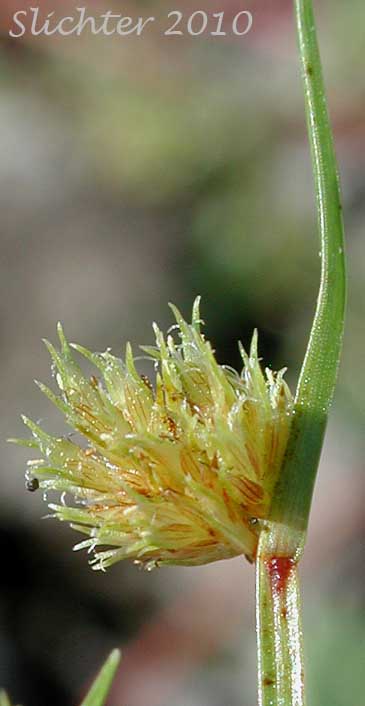 Awned Flatsedge, Bearded Flatsedge: Cyperus squarrosus (Synonyms: Chlorocyperus inflexus, Cyperus aristatus, Cyperus aristatus var. runyonii, Cyperus inflexus, Dichostylis aristata, Mariscus squarrosus)