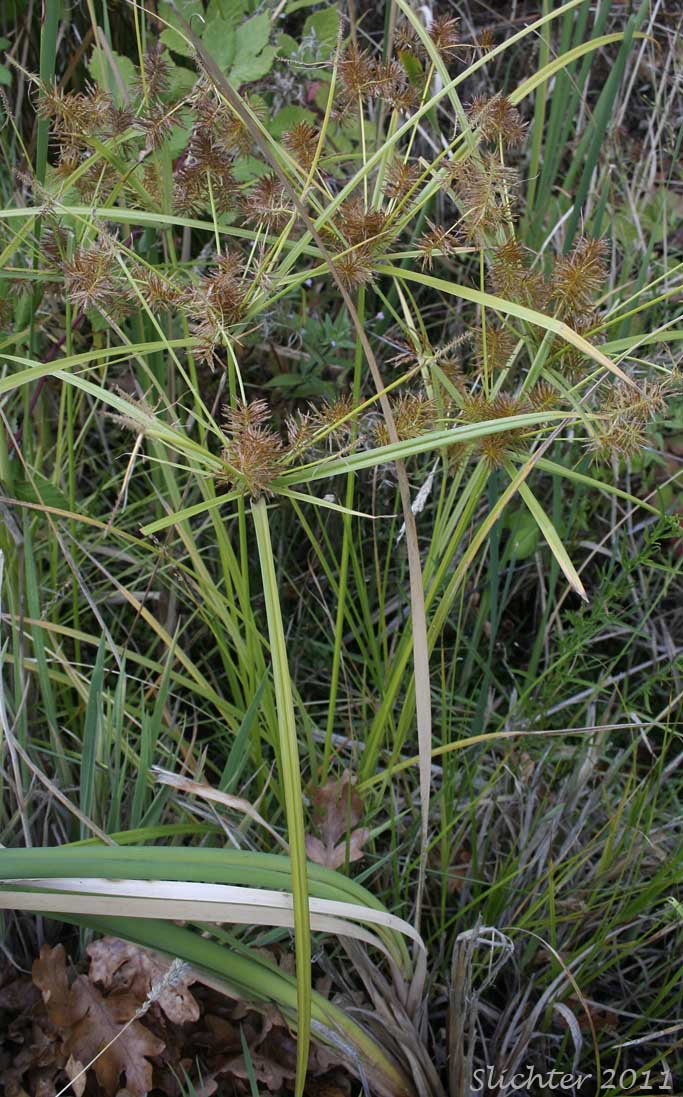 False Flatsedge, False Nutsedge, Straw-colored Flatsedge: Cyperus strigosus (Synonyms: Cyperus hansenii, Cyperus stenolepis, Cyperus strigosus var. hansenii, Mariscus stenolepis, Mariscus strigosus)