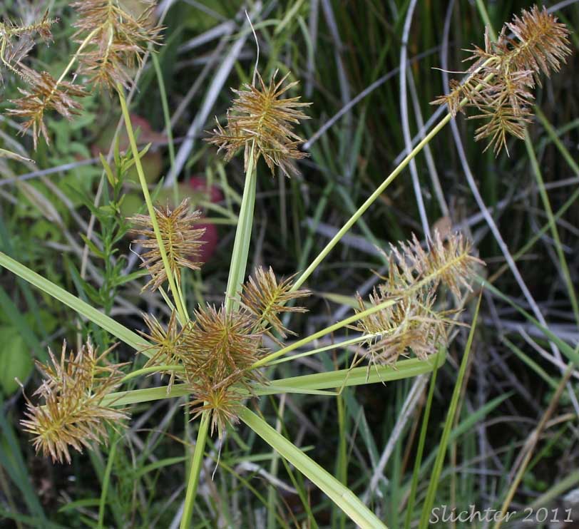 Close-up of the inflorescence of False Flatsedge, False Nutsedge, Straw-colored Flatsedge: Cyperus strigosus (Synonyms: Cyperus hansenii, Cyperus stenolepis, Cyperus strigosus var. hansenii, Mariscus stenolepis, Mariscus strigosus)