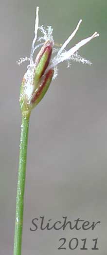 Inflorescence of Needle Spikerush: Eleocharis acicularis (Synonyms: Eleocharis acicularis var. acicularis, Eleocharis acicularis var. gracilescens, Eleocharis acicularis var. occidentalis, Eleocharis acicularis var. porcata, Eleocharis acicularis var. submersa, Scirpus acicularis)