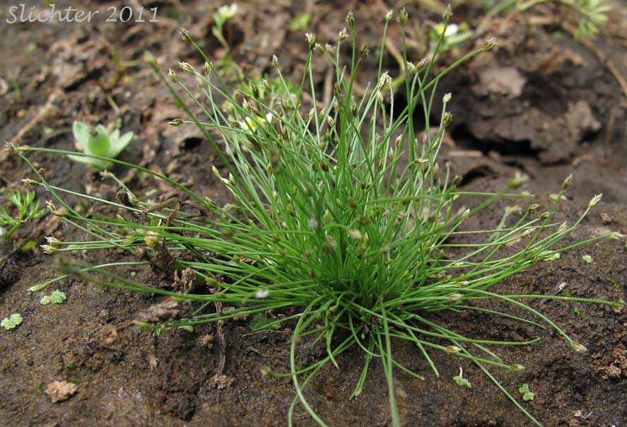 Needle Spikerush: Eleocharis acicularis (Synonyms: Eleocharis acicularis var. acicularis, Eleocharis acicularis var. gracilescens, Eleocharis acicularis var. occidentalis, Eleocharis acicularis var. porcata, Eleocharis acicularis var. submersa, Scirpus acicularis)