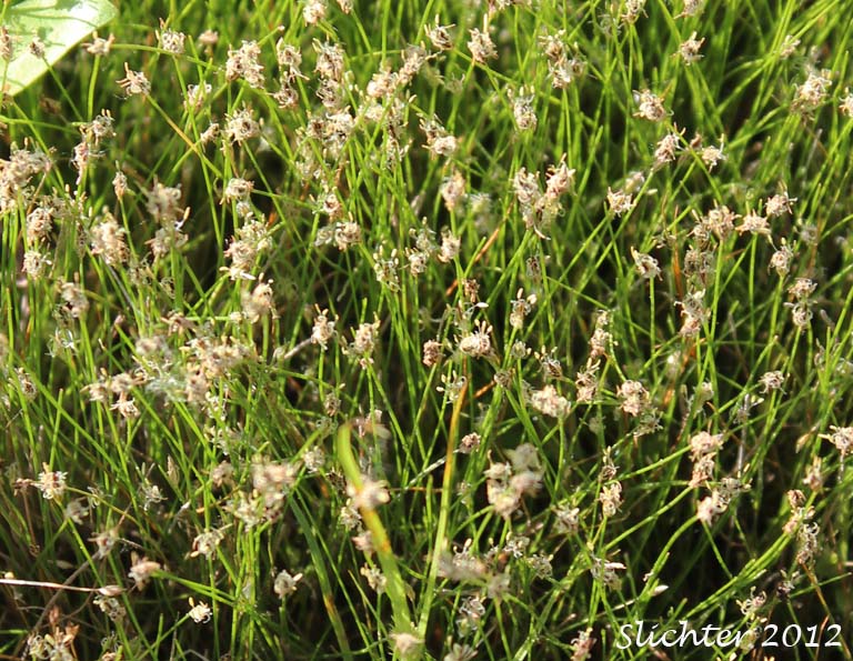 Needle Spikerush: Eleocharis acicularis (Synonyms: Eleocharis acicularis var. acicularis, Eleocharis acicularis var. gracilescens, Eleocharis acicularis var. occidentalis, Eleocharis acicularis var. porcata, Eleocharis acicularis var. submersa, Scirpus acicularis)