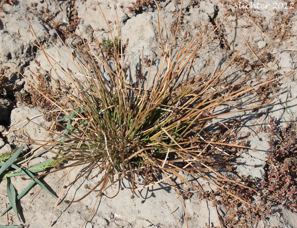 Blunt Spikerush, Ovate Spikerush, Ovoid Spikerush: Eleocharis obtusa (Synonyms: Eleocharis obtusa var. ellipsoidales, Eleocharis obtusa var. gigantea, Eleocharis obtusa var. jejuna, Eleocharis obtusa var. obtusa, Eleocharis obtusa var. peasei, Eleocharis ovata, Scirpus ovatus, Scirpus ovatus var. heuseri, Scirpus obtusus)