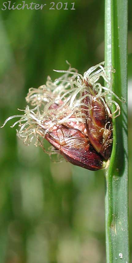Inflorescence of Three Square: Schoenoplectus americanus (Synonyms: Scirpus americanus, Scirpus chilensis, Scirpus olneyi)