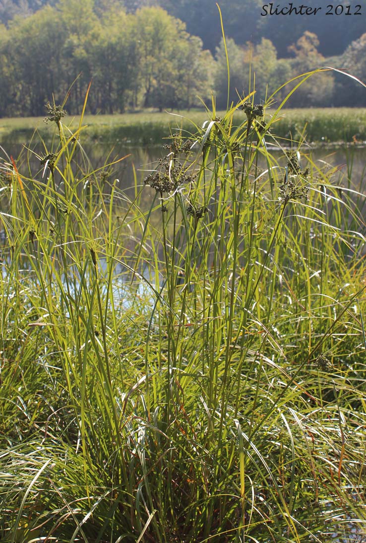 Brown Woolly Sedge, Cottongrass Bulrush, Woolgrass, Wool Grass: Scirpus cyperinus (Synonyms: Eriophorum cyperinum, Scirpus atrocinctus, Scirpus cyperinus var. andrewsii, Scirpus cyperinus var. brachypodus, Scirpus cyperinus var. pelius, Scirpus pedicellatus, Scirpus rubricosus)
