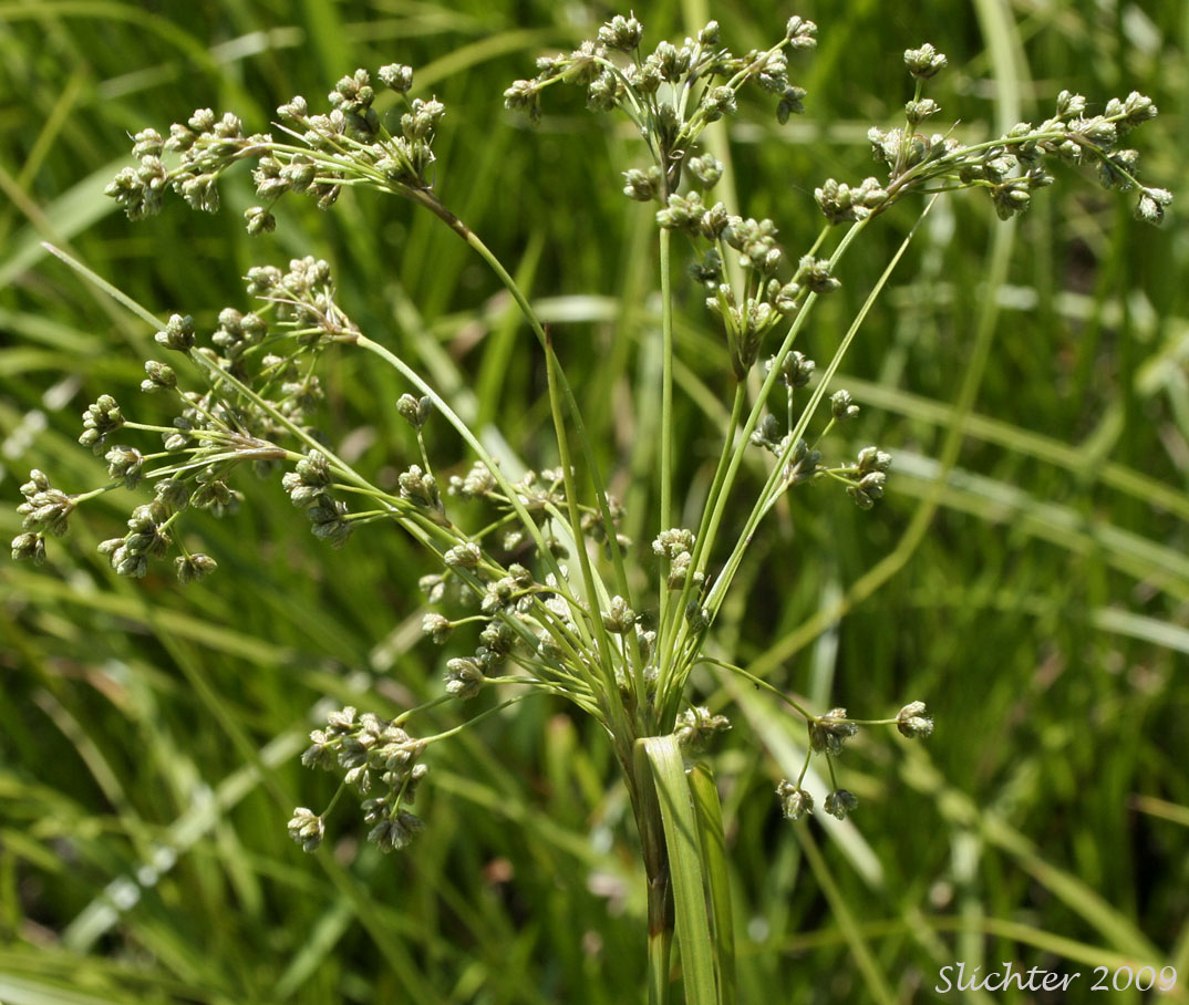 Inflorescence of Brown Woolly Sedge, Cottongrass Bulrush, Woolgrass, Wool Grass: Scirpus cyperinus (Synonyms: Eriophorum cyperinum, Scirpus atrocinctus, Scirpus cyperinus var. andrewsii, Scirpus cyperinus var. brachypodus, Scirpus cyperinus var. pelius, Scirpus pedicellatus, Scirpus rubricosus)