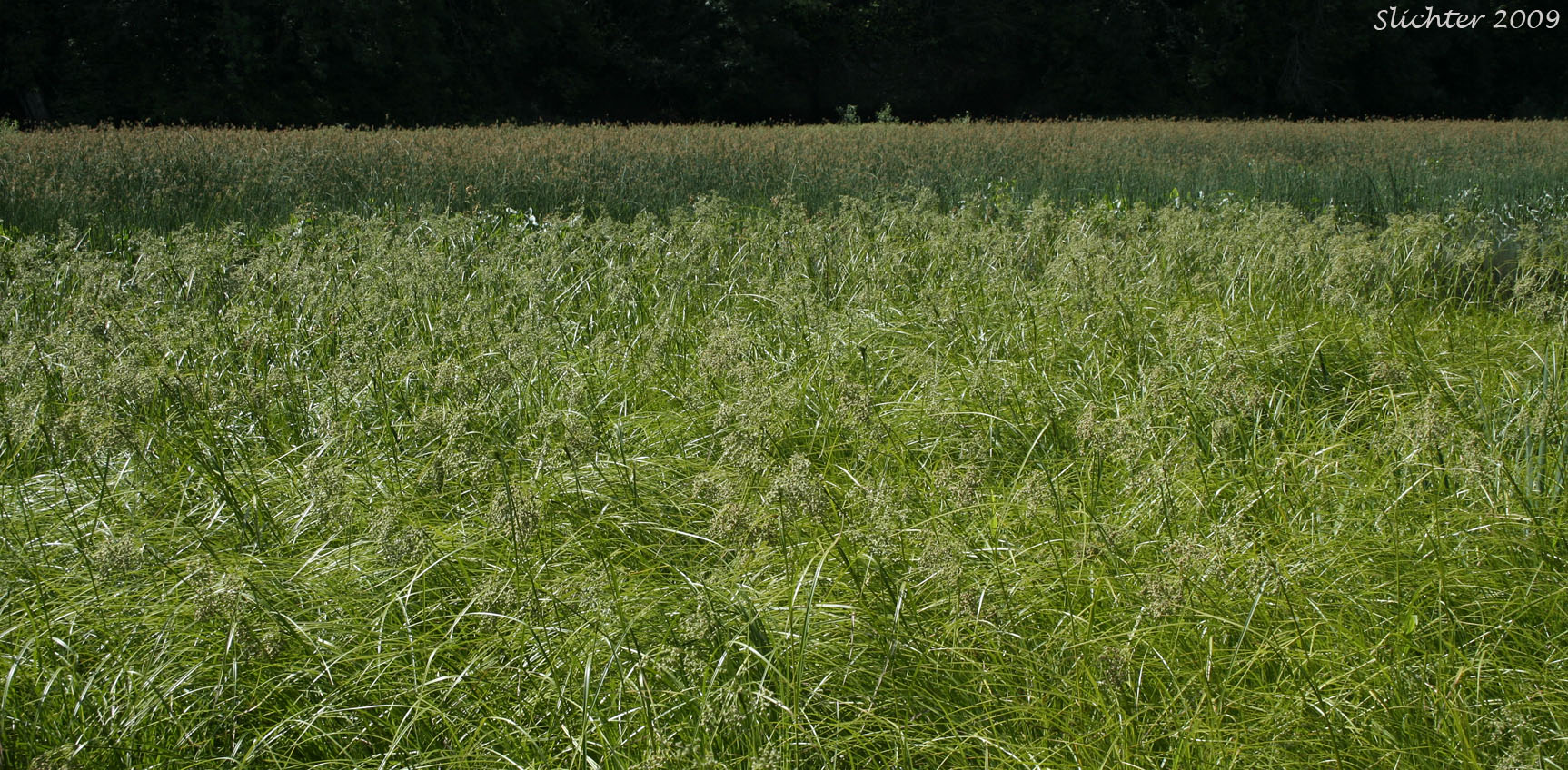 Habitat of Brown Woolly Sedge, Cottongrass Bulrush, Woolgrass, Wool Grass: Scirpus cyperinus (Synonyms: Eriophorum cyperinum, Scirpus atrocinctus, Scirpus cyperinus var. andrewsii, Scirpus cyperinus var. brachypodus, Scirpus cyperinus var. pelius, Scirpus pedicellatus, Scirpus rubricosus)