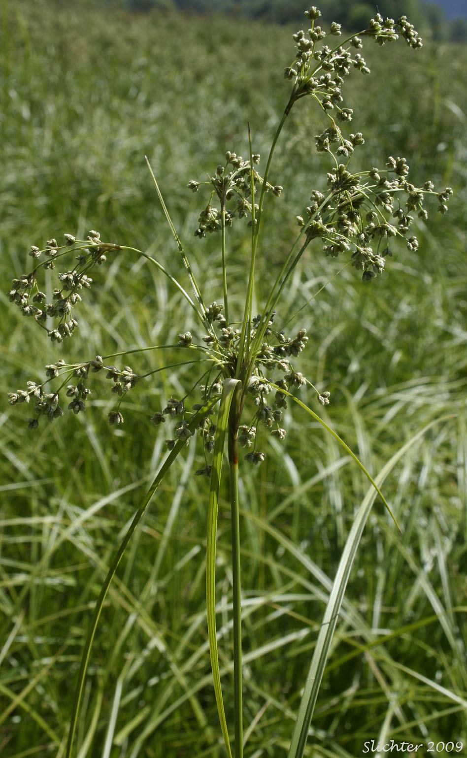 Brown Woolly Sedge, Cottongrass Bulrush, Woolgrass, Wool Grass: Scirpus cyperinus (Synonyms: Eriophorum cyperinum, Scirpus atrocinctus, Scirpus cyperinus var. andrewsii, Scirpus cyperinus var. brachypodus, Scirpus cyperinus var. pelius, Scirpus pedicellatus, Scirpus rubricosus)