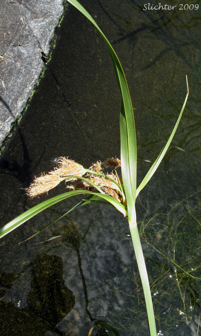 River Bulrush: Bolboschenus fluviatilis (Synonyms: Schoenoplectus fluviatilis, Scirpus fluviatilis)