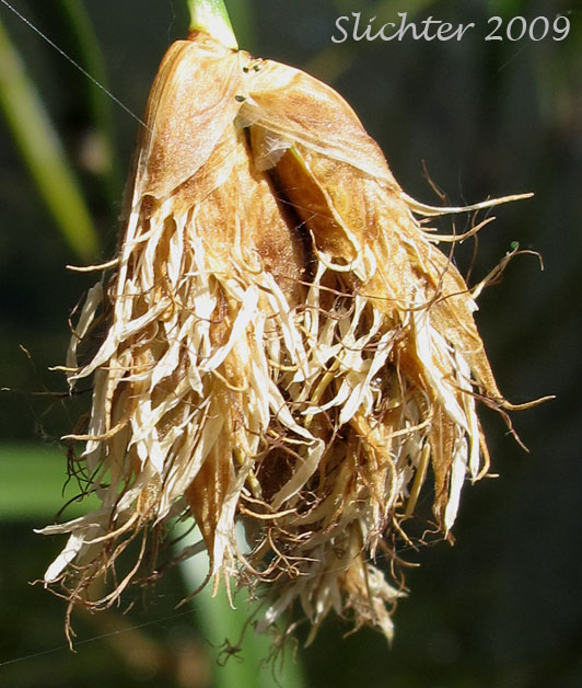 Floral spike of River Bulrush: Bolboschenus fluviatilis (Synonyms: Schoenoplectus fluviatilis, Scirpus fluviatilis)