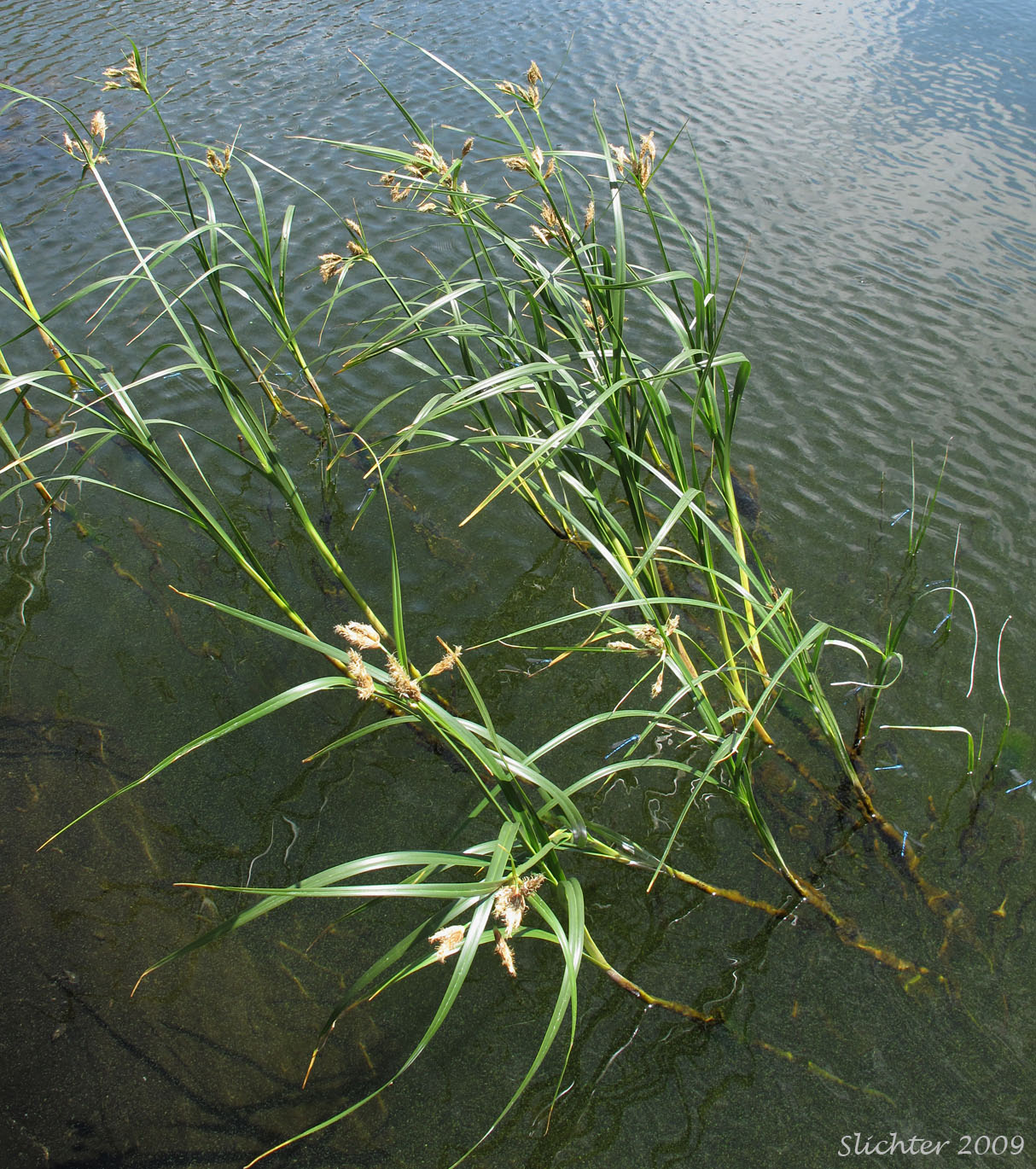 River Bulrush: Bolboschenus fluviatilis (Synonyms: Schoenoplectus fluviatilis, Scirpus fluviatilis)