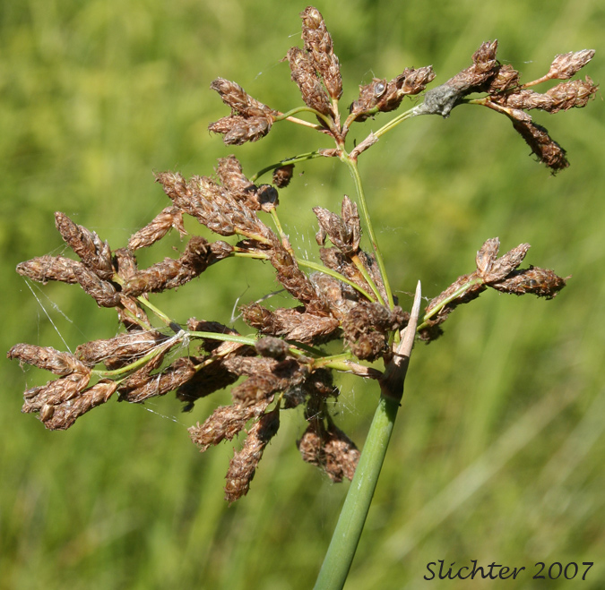 Inflorescence of Great Bulrush, Softstem Bulrush, Soft-stem Bulrush, Tule: Schoenoplectus tabernaemontani (Synonyms: Schoenoplectus validus, Scirpus lacustris ssp. creber, Scirpus lacustris ssp. glaucus, Scirpus lacustris ssp. tabernaemontani, Scirpus lacustris ssp. validus, Scirpus tabernaemontani, Scirpus validus, Scirpus validus var. creber, Scirpus validus var. validus)