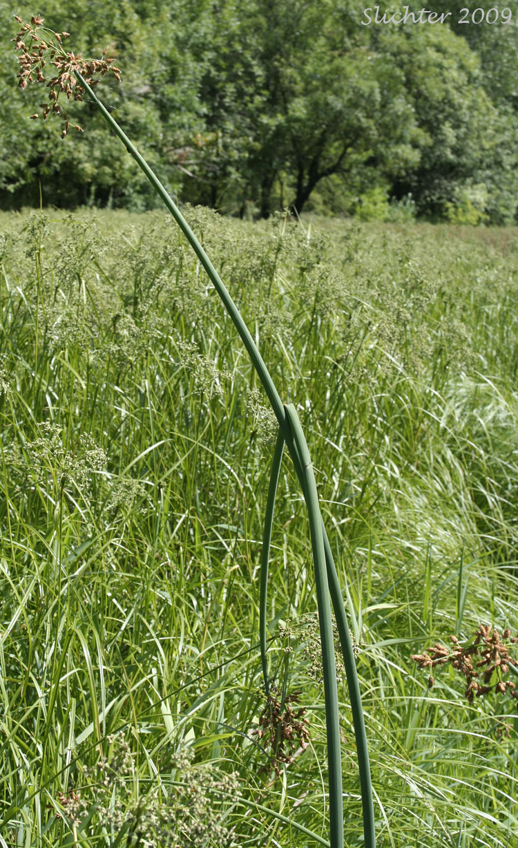 Great Bulrush, Softstem Bulrush, Soft-stem Bulrush, Tule: Schoenoplectus tabernaemontani (Synonyms: Schoenoplectus validus, Scirpus lacustris ssp. creber, Scirpus lacustris ssp. glaucus, Scirpus lacustris ssp. tabernaemontani, Scirpus lacustris ssp. validus, Scirpus tabernaemontani, Scirpus validus, Scirpus validus var. creber, Scirpus validus var. validus)