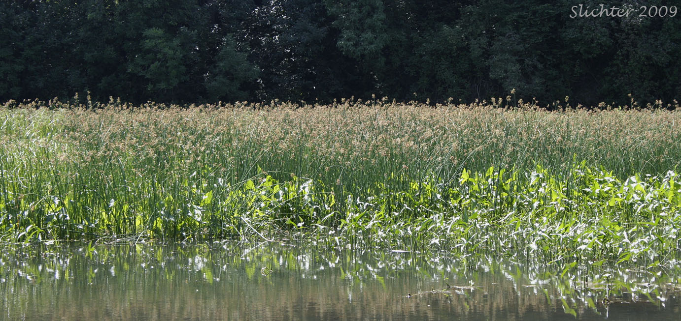Habitat of Great Bulrush, Softstem Bulrush, Soft-stem Bulrush, Tule: Schoenoplectus tabernaemontani (Synonyms: Schoenoplectus validus, Scirpus lacustris ssp. creber, Scirpus lacustris ssp. glaucus, Scirpus lacustris ssp. tabernaemontani, Scirpus lacustris ssp. validus, Scirpus tabernaemontani, Scirpus validus, Scirpus validus var. creber, Scirpus validus var. validus)