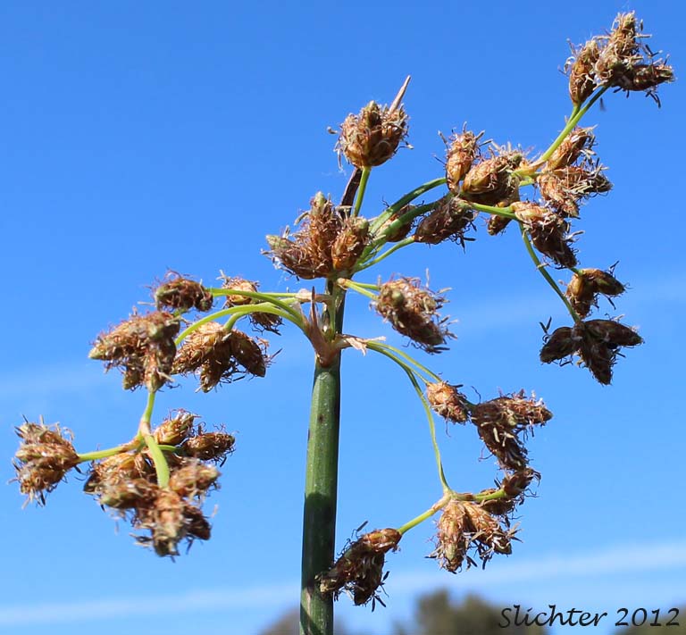 Close-up of the brownish inflorescence of Great Bulrush, Softstem Bulrush, Soft-stem Bulrush, Tule: Schoenoplectus tabernaemontani (Synonyms: Schoenoplectus validus, Scirpus lacustris ssp. creber, Scirpus lacustris ssp. glaucus, Scirpus lacustris ssp. tabernaemontani, Scirpus lacustris ssp. validus, Scirpus tabernaemontani, Scirpus validus, Scirpus validus var. creber, Scirpus validus var. validus)