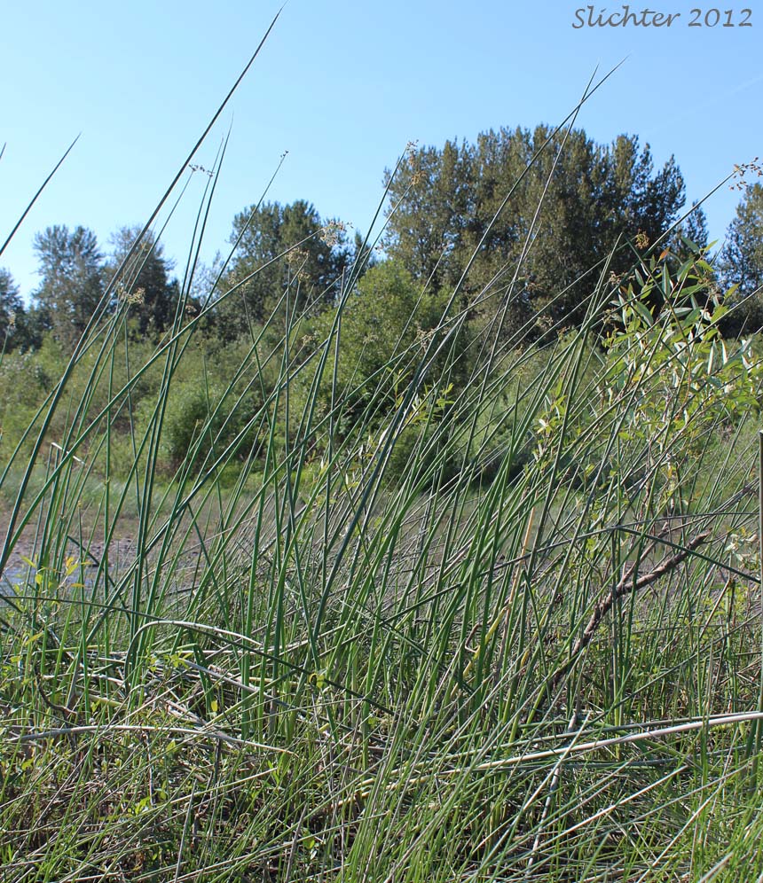 Great Bulrush, Softstem Bulrush, Soft-stem Bulrush, Tule: Schoenoplectus tabernaemontani (Synonyms: Schoenoplectus validus, Scirpus lacustris ssp. creber, Scirpus lacustris ssp. glaucus, Scirpus lacustris ssp. tabernaemontani, Scirpus lacustris ssp. validus, Scirpus tabernaemontani, Scirpus validus, Scirpus validus var. creber, Scirpus validus var. validus)