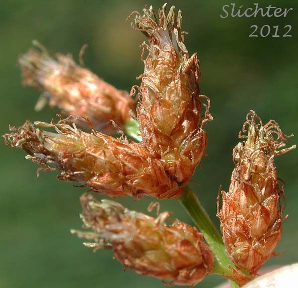 Close-up of several spikelets of Great Bulrush, Softstem Bulrush, Soft-stem Bulrush, Tule: Schoenoplectus tabernaemontani (Synonyms: Schoenoplectus validus, Scirpus lacustris ssp. creber, Scirpus lacustris ssp. glaucus, Scirpus lacustris ssp. tabernaemontani, Scirpus lacustris ssp. validus, Scirpus tabernaemontani, Scirpus validus, Scirpus validus var. creber, Scirpus validus var. validus)