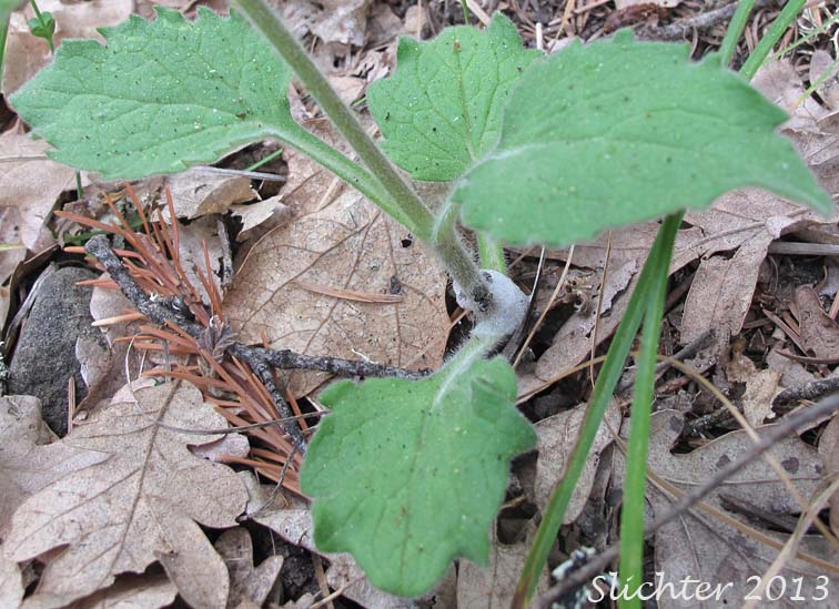 Leaves of Rayless Arnica, Rayless Leopardbane: Arnica discoidea (Synonyms: Arnica discoidea var. eradiata, Arnica grayi, Arnica parviflora, Arnica parviflora ssp. alata, Arnica parviflora ssp. parviflora)