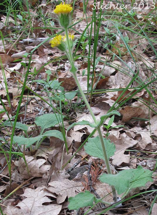 Rayless Arnica, Rayless Leopardbane: Arnica discoidea (Synonyms: Arnica discoidea var. eradiata, Arnica grayi, Arnica parviflora, Arnica parviflora ssp. alata, Arnica parviflora ssp. parviflora)