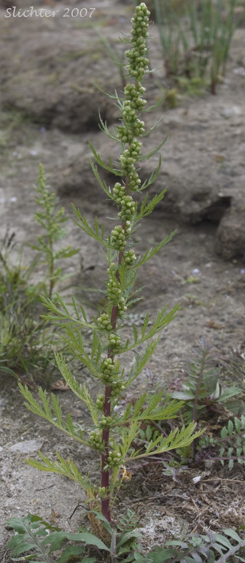 Biennial Wormwood: Artemisia biennis (Synonym: Artemisia biennis var. biennis)
