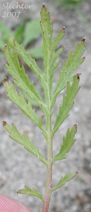 Biennial Wormwood: Artemisia biennis (Synonym: Artemisia biennis var. biennis)