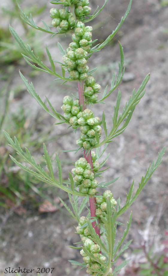 Biennial Wormwood: Artemisia biennis (Synonym: Artemisia biennis var. biennis)