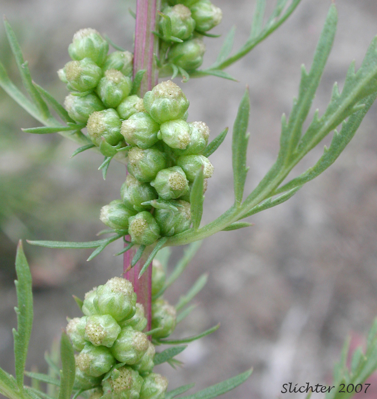 Biennial Wormwood: Artemisia biennis (Synonym: Artemisia biennis var. biennis)
