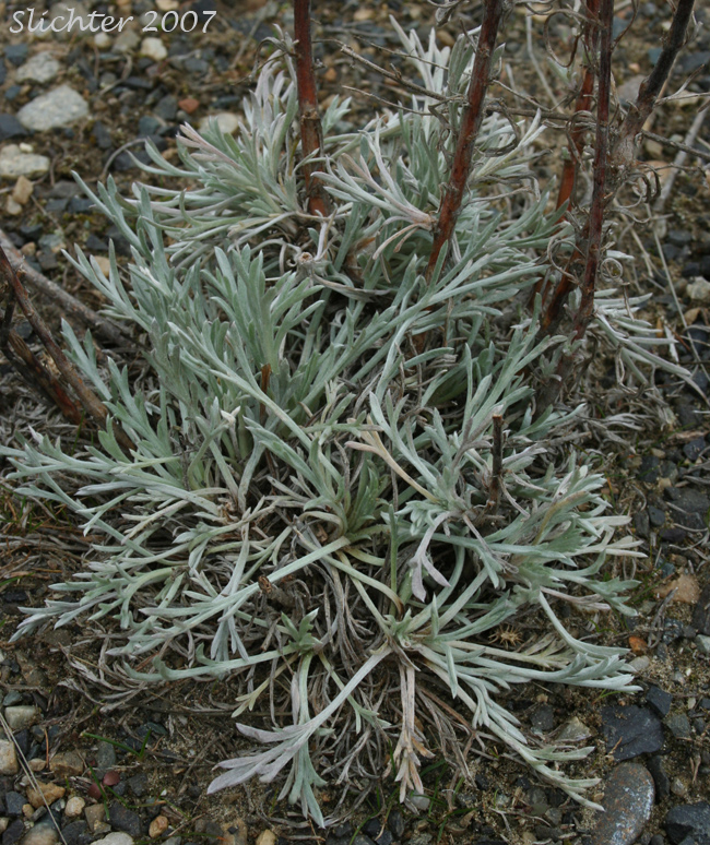 Basal leaves of Scouler's Wormwood, Northern Wormwood, Pacific Sagewort: Artemisia campestris ssp. pacifica (Synonyms: Artemisia campestris ssp. borealis var. purshii, Artemisia campestris ssp. borealis var. scouleriana, Artemisia campestris var. purshii, Artemisia campestris var. scouleriana)