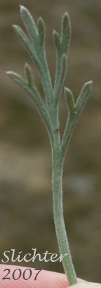 Leaf of Scouler's Wormwood, Northern Wormwood, Pacific Sagewort: Artemisia campestris ssp. pacifica (Synonyms: Artemisia campestris ssp. borealis var. purshii, Artemisia campestris ssp. borealis var. scouleriana, Artemisia campestris var. purshii, Artemisia campestris var. scouleriana)