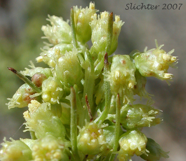 Scouler's Wormwood, Northern Wormwood, Pacific Sagewort: Artemisia campestris ssp. pacifica (Synonyms: Artemisia campestris ssp. borealis var. purshii, Artemisia campestris ssp. borealis var. scouleriana, Artemisia campestris var. purshii, Artemisia campestris var. scouleriana)