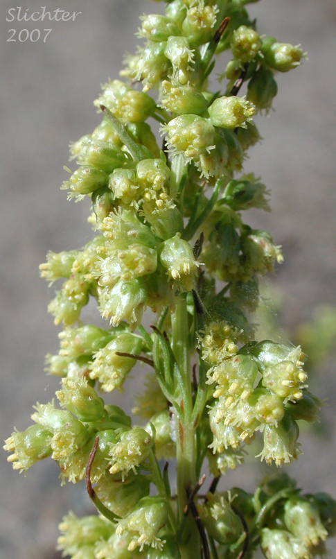 Scouler's Wormwood, Northern Wormwood, Pacific Sagewort: Artemisia campestris ssp. pacifica (Synonyms: Artemisia campestris ssp. borealis var. purshii, Artemisia campestris ssp. borealis var. scouleriana, Artemisia campestris var. purshii, Artemisia campestris var. scouleriana)