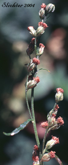 Inflorescence of Douglas' Mugwort, Douglas' Sagewort, Douglas' Wormwood, Northwest Mugwort: Artemisia douglasiana (Synonym: Artemisia vulgaris var. douglasiana)