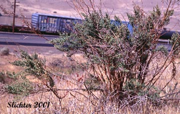 Tarragon, Dragon Sagewort, Dragon Wormwood: Artemisia dracunculus (Synonyms: Artemisia dracunculus ssp. dracunculus, Artemisia dracunculus var. dracunculus)