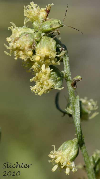 Inflorescence of Columbia River Sagewort, Columbia River Wormwood, Riverbank Wormwood: Artemisia ludoviciana ssp. lindleyana (Synonyms: Artemisia lindleyana, Artemisia prescottiana)