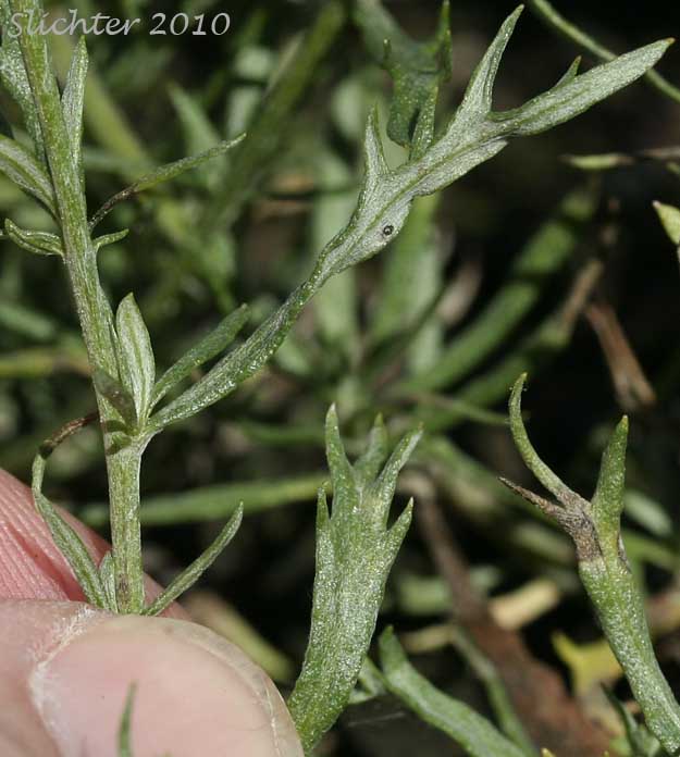 Leaves of Columbia River Sagewort, Columbia River Wormwood, Riverbank Wormwood: Artemisia ludoviciana ssp. lindleyana (Synonyms: Artemisia lindleyana, Artemisia prescottiana)