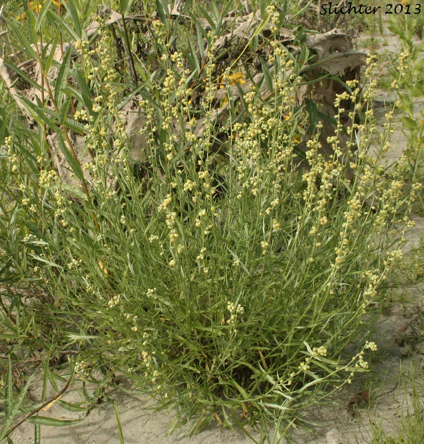 Columbia River Sagewort, Columbia River Wormwood, Riverbank Wormwood: Artemisia lindleyana (Synonym: Artemisia prescottiana)