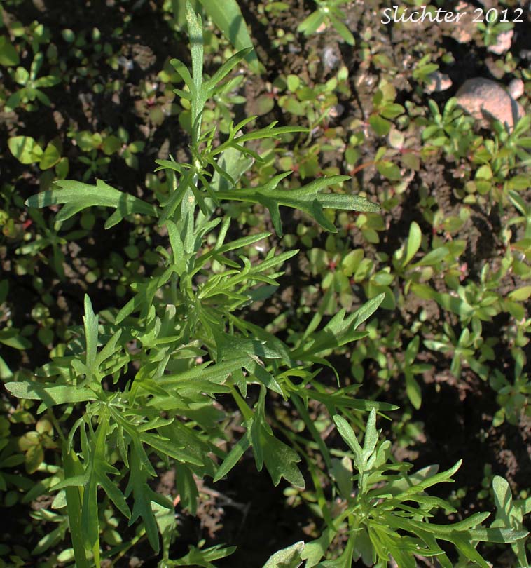 Columbia River Sagewort, Columbia River Wormwood, Riverbank Wormwood: Artemisia ludoviciana ssp. lindleyana (Synonyms: Artemisia lindleyana, Artemisia prescottiana)
