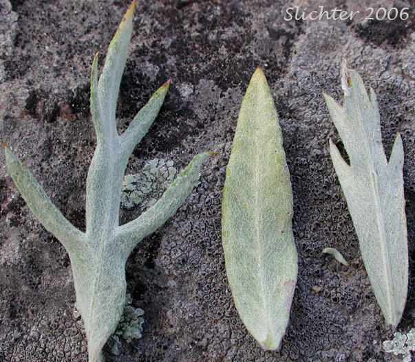 Leaves of Gray Sagewort, Prairie Sage, Western Mugwort, Western Wormwood: Artemisia ludoviciana ssp. candicans (Synonym: Artemisia ludoviciana var. latiloba)