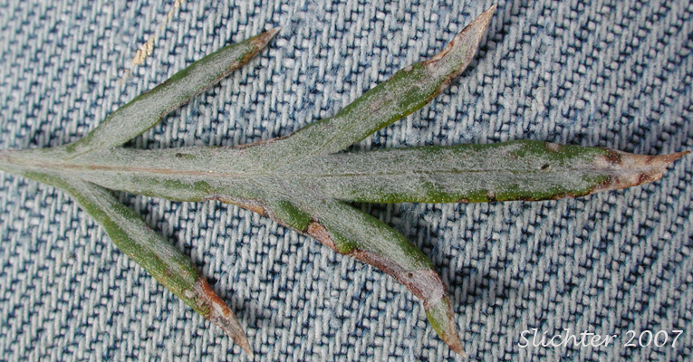 Dorsal leaf surface of Gray Sagewort, Prairie Sage, Western Mugwort, Western Wormwood: Artemisia ludoviciana ssp. candicans (Synonym: Artemisia ludoviciana var. latiloba)