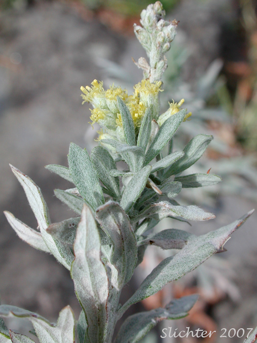 Inflorescence of Gray Sagewort, Prairie Sage, Western Mugwort, Western Wormwood: Artemisia ludoviciana ssp. candicans (Synonym: Artemisia ludoviciana var. latiloba)