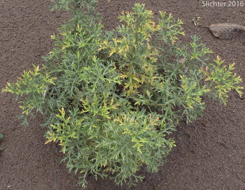 Lemon Sagewort, Michaux Mugwort, Michaux's Mugwort, Michaux's Wormwood: Artemisia michauxiana (Synonym: Artemisia vulgaris ssp. michauxiana)