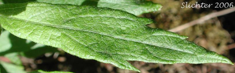 Upper leaf surface of Coastal Mugwort, Coastal Wormwood, Suksdorf's Sagewort, Suksdorf's Wormwood: Artemisia suksdorfii (Synonym: Artemisia vulgaris var. littoralis)