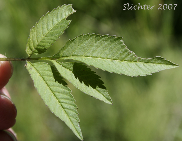 Leaf of Big Devils Beggartics, Tall Beggarticks, Western Sticktight: Bidens vulgata