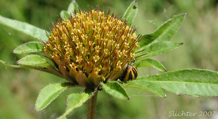 Flower head of Big Devils Beggartics, Tall Beggarticks, Western Sticktight: Bidens vulgata