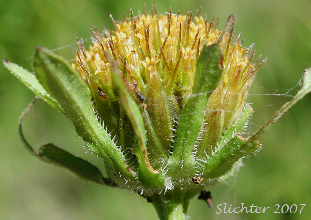 Flower head of Big Devils Beggartics, Tall Beggarticks, Western Sticktight: Bidens vulgata