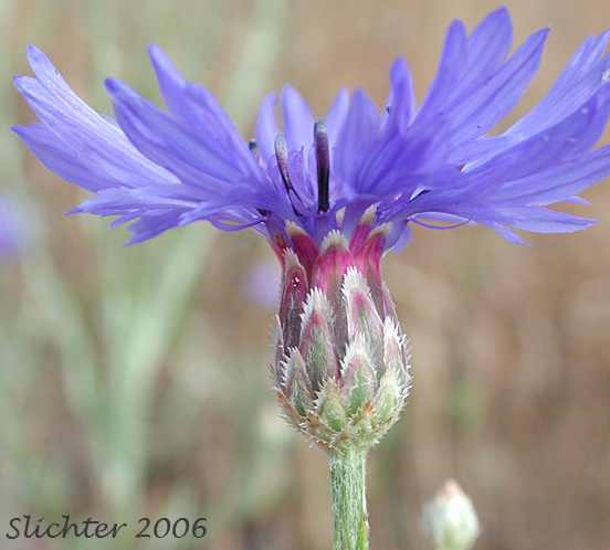 Involucral bracts of Bachelor's Button, Cornflower, Garden Cornflower: Centaurea cyanus