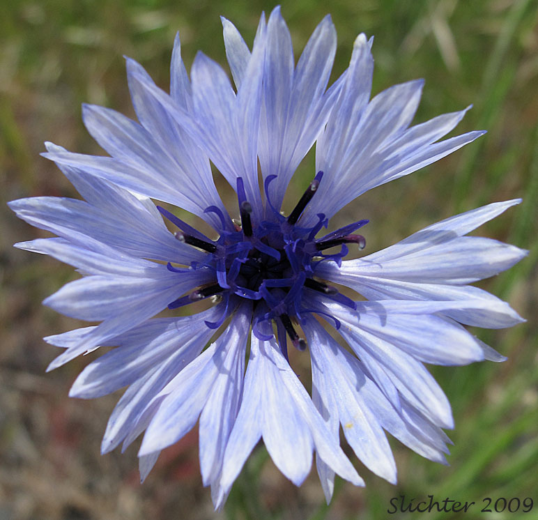 Flower head of Bachelor's Button, Cornflower, Garden Cornflower: Centaurea cyanus