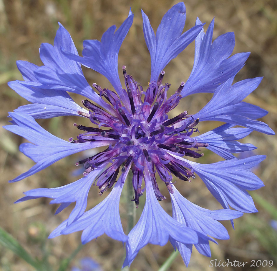 Flower head of Bachelor's Button, Cornflower, Garden Cornflower: Centaurea cyanus