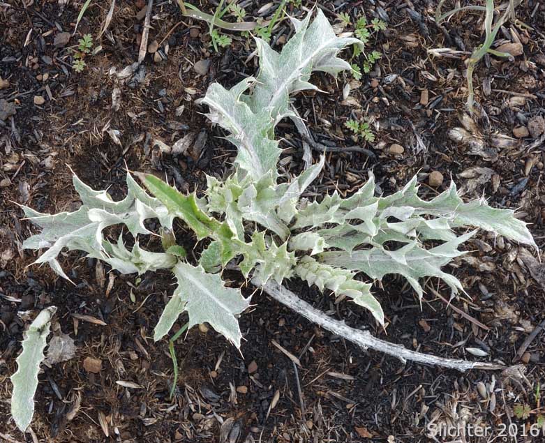 Basal leaves of Wavy-leaf Thistle: Cirsium undulatum Synonym: Cirsium undulatum var. undulatum)