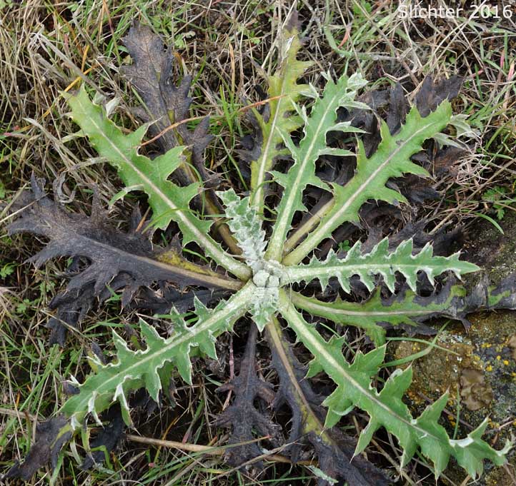 Wavy-leaf Thistle: Cirsium undulatum Synonym: Cirsium undulatum var. undulatum)